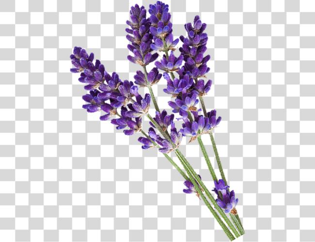 Download Lavender Has Been Known For Centuries For Its Many Lavender Flower For Logo Clip Art