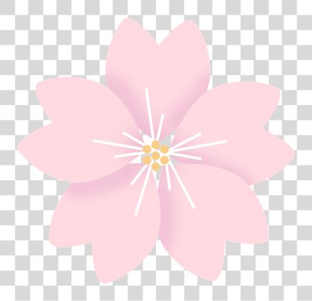 下载 Flowers 樱桃 Blossom Sakura Mmd PNG file