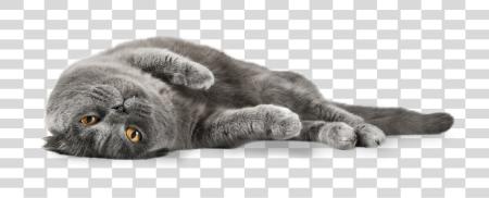 下载 貓 Grey 猫 PNG file