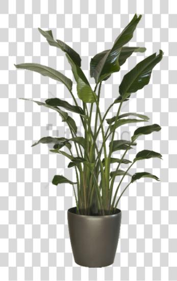 تحميل Large Indoor طائر Of جنة Image مع Large Indoor Floor Plants بي ان جي ملف