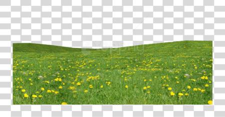 Download Grass Grass Field Flower PNG file