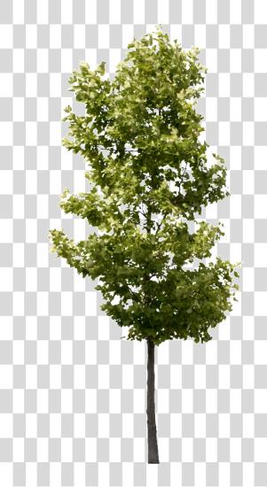 Download Platanus Occidentalis pequeño Tree PNG file