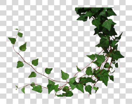 Download Drawn Ivy Jungle Vines PNG file