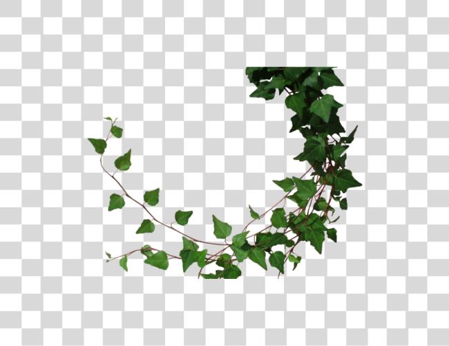 Download Drawn Ivy Jungle Vines Clip Art