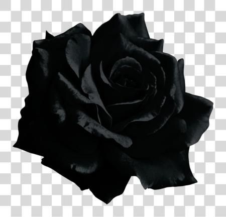 下载 黑色 Rose PNG file