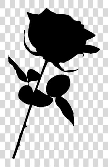 Download Black Rose Black Rose PNG file