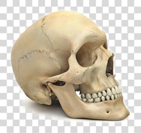 Download Skeleton Skull Of Human Body PNG file