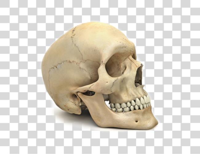 Download Skeleton Skull Of Human Body Clip Art