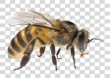 Download Bee PNG file