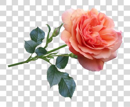 下载 Rose 花 Garden Bloom 香水 自然 花 Rose Good Morning PNG file