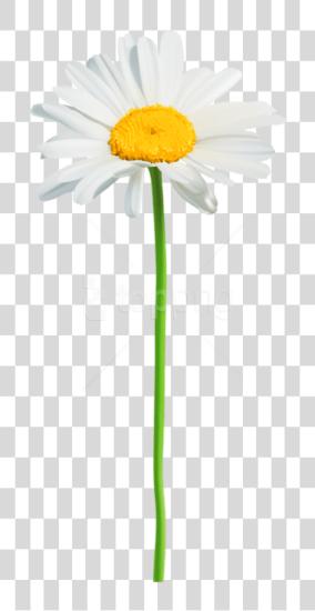 Download Daisy PNG file