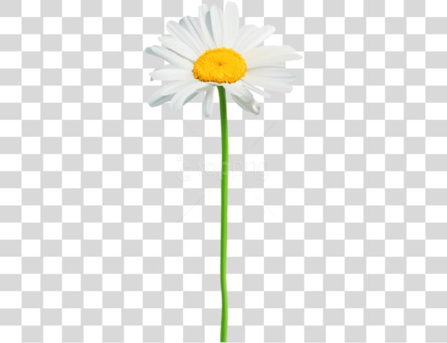 Download Daisy Clip Art