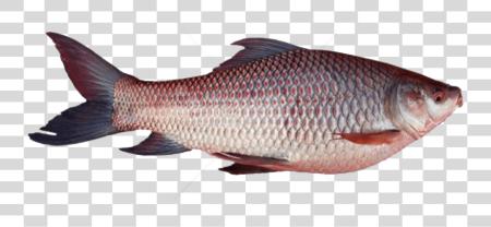 Download Ghol Fish Background Rohu Fish Tamil Name PNG file