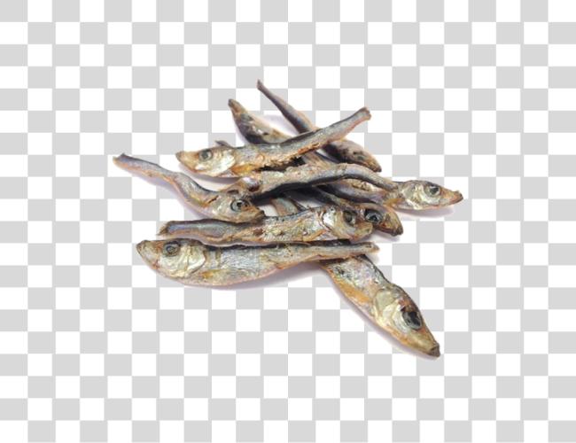 Download Dried Fish Anchovy Clip Art