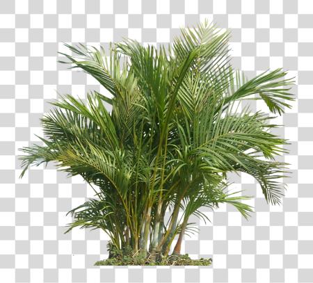 下载 Palm Plant 这那 Areca Palm 43060 Icons 和 Plant PNG file