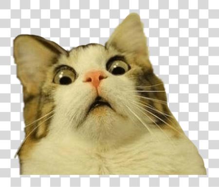 Download Troll Trolling gato Meme Scared Freaked Surprised Freeto Surprised gato PNG file