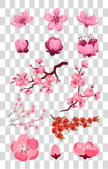 下载 Adobe 粉红色 Peach Transprent 樱桃 Blossom 花 PNG file