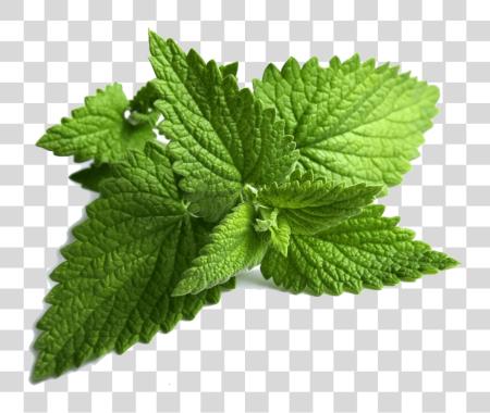 Download Mint Leaves PNG file