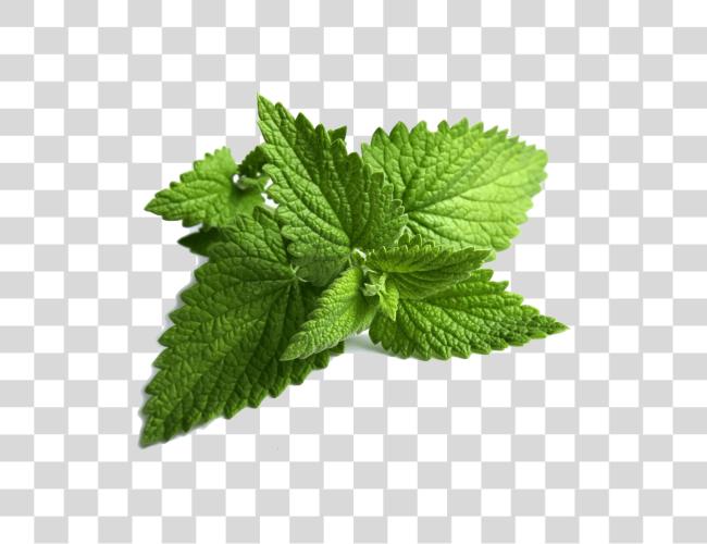 Download Mint Leaves Clip Art