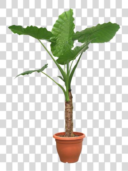 تحميل أيقونات Potted Plant بي ان جي ملف