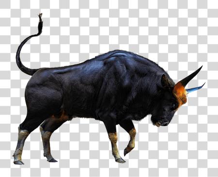 Download Bull Bull Sr Editing Zone PNG file