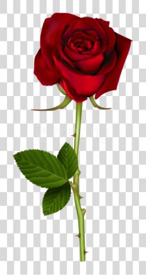 Download Red Rose Rose PNG file