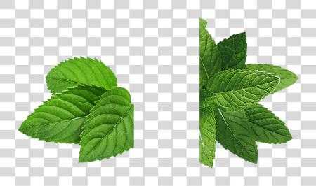 Download Mint hojas Mint hoja PNG file