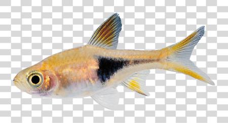 Download Real Fish Small Fish PNG file