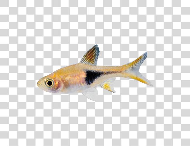 Download Real Fish Small Fish Clip Art