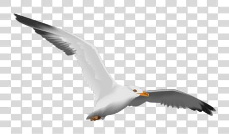 Download Seagull European Herring Gull PNG file