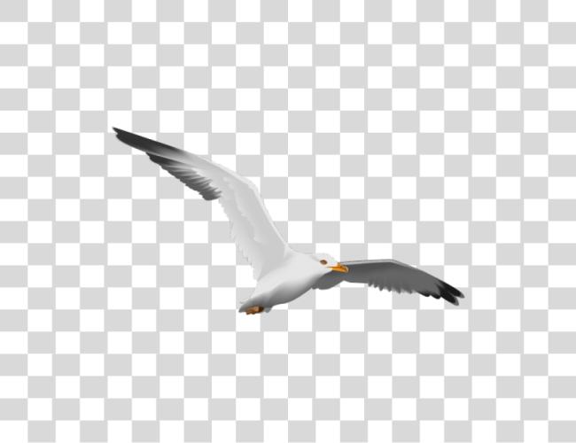 تحميل Seagull European Herring Gull مقطوعة فن