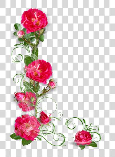 下载 Marcos Para Fotos De Rosas Buon Pomeriggio Amica Speciale PNG file