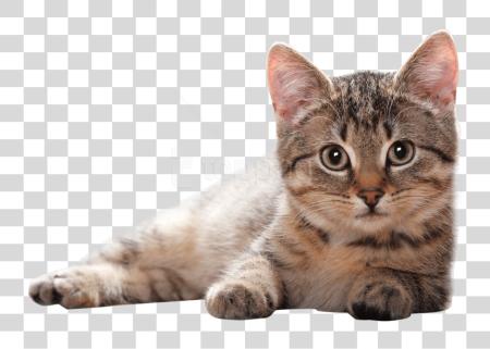 Download gato gato PNG file