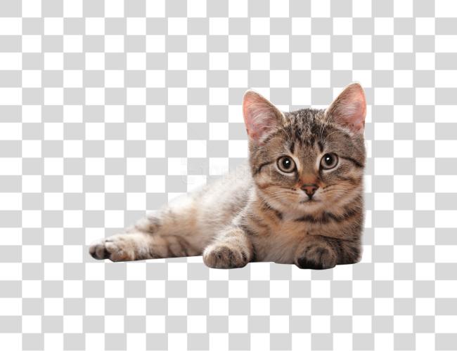 Download Cat Cat Clip Art