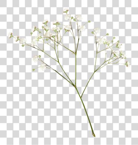 Download plants flor blanco estético editpng PNG file