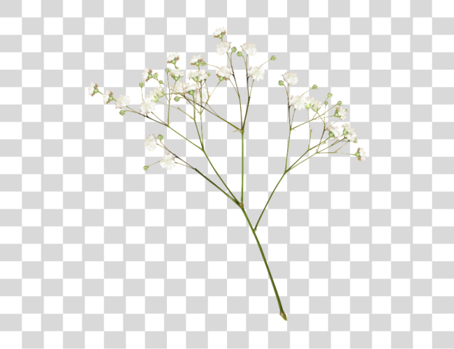 Download plants flower white aesthetic editpng Clip Art