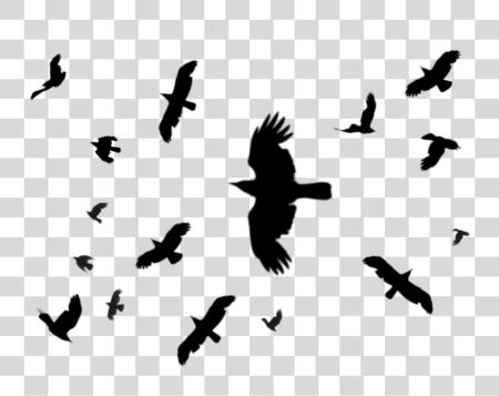 Download Black Birds Raven Crows Flying Silhouette PNG file