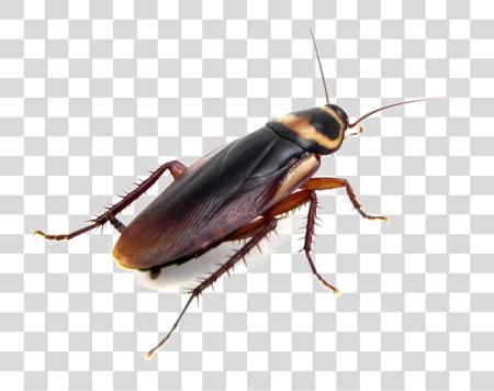 Download Cockroach Do Cockroaches Look Like PNG file