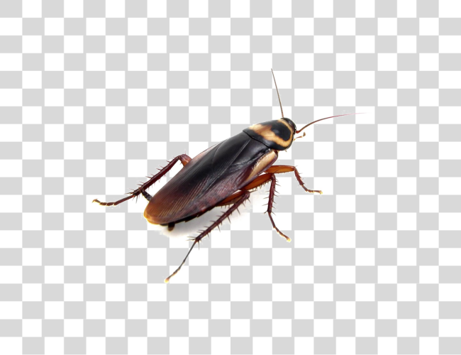 Download Cockroach Do Cockroaches mirar como Clip arte