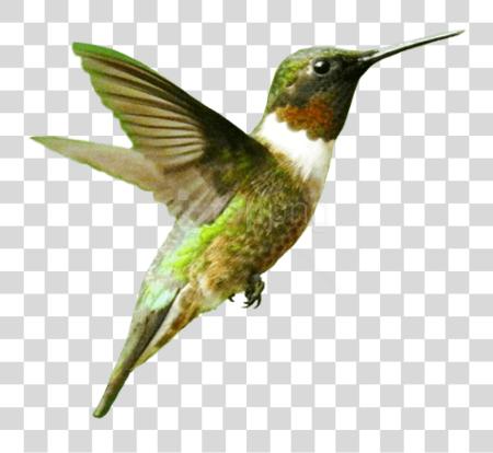 Download pájaro volando pájaro PNG file