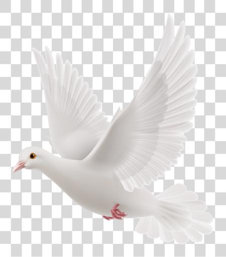 Download Pigeon Dove con Message PNG file