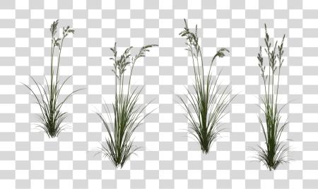 Download Tall Grass Wheat Grass Texture PNG file