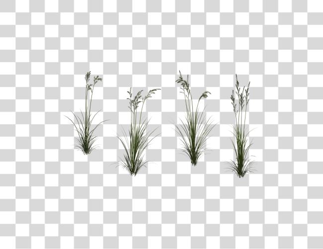 Download Tall Grass Wheat Grass Texture Clip arte