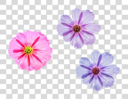 Download Cool Flower Three Different Styles To Choose Pink Flower For Desktop PNG file