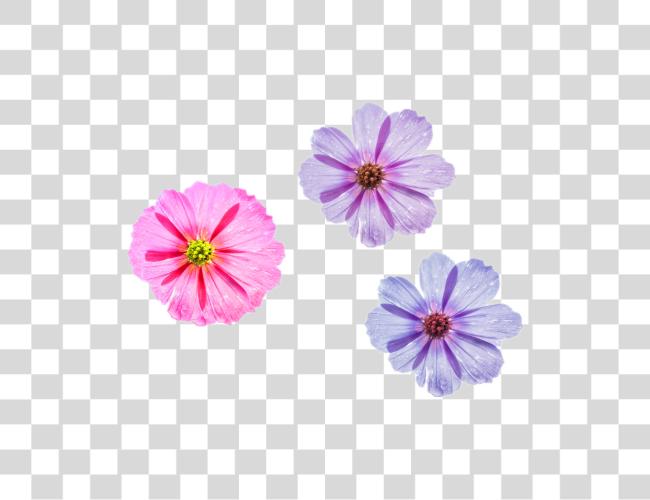 Download Cool Flower Three Different Styles To Choose Pink Flower For Desktop Clip Art