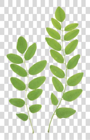 Download Green Leaves Green Leaves PNG file