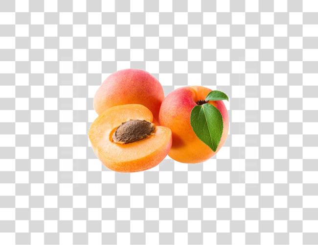 Download Apricot Image Apricot Fruit Clip Art