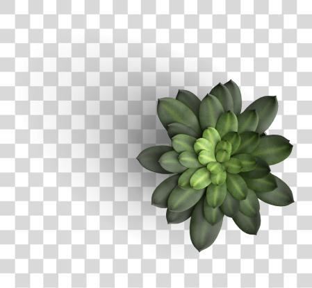 下载 Table Plant 頂部 视图 PNG file