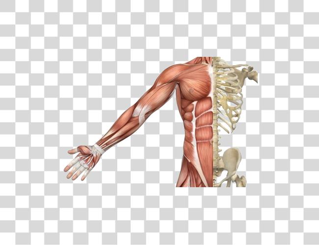 Download Muscle Picture Skeletal Muscle Clip Art