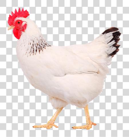 تحميل Oyeno دواجن صناعة Chicken بي ان جي ملف